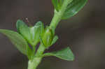 Thymeleaf speedwell